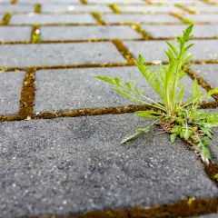 Zielona roślina przebija się przez szczelinę między betonowymi płytkami, gdzie rośnie mech. Soda oczyszczona na mech może pomóc w walce z tym niechcianym gościem.