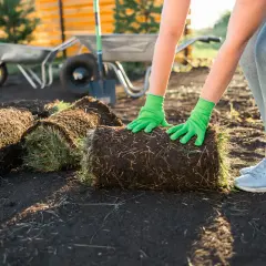 Ręce w zielonych rękawiczkach układają zwiniętą darń. Przygotowania do mulczowania trawy w ogrodzie.