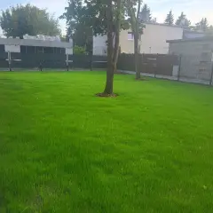Piękny, zielony trawnik, idealny przykład jak siać trawę. Widać ślady po niedawnych pracach, ale efekt jest zachwycający.