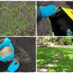 Krok po kroku, jak odnowić trawnik: przygotowanie gleby, wysiew nasion i piękny, zielony efekt.