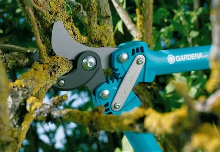 Sekator Gardena do grubych gałęzi, z ząbkowanym mechanizmem, gotowy do cięcia omszałych konarów.