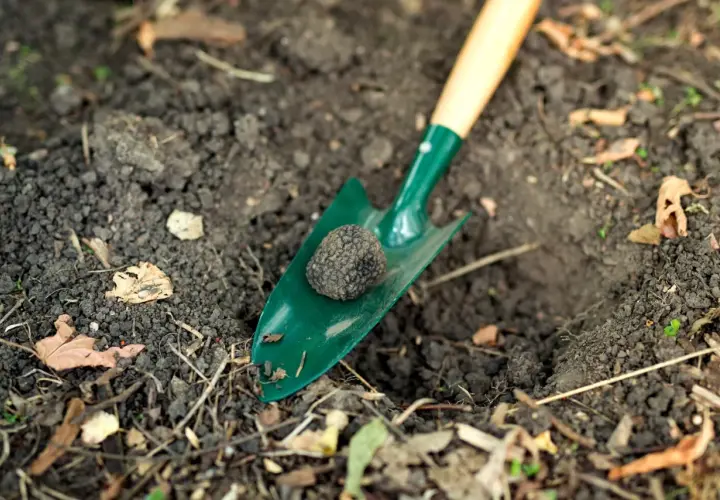 Mała szpadelka z zieloną łopatką i drewnianą rączką, na której leży świeżo wykopana trufla. Różne rodzaje szpadli pomagają w takich odkryciach.