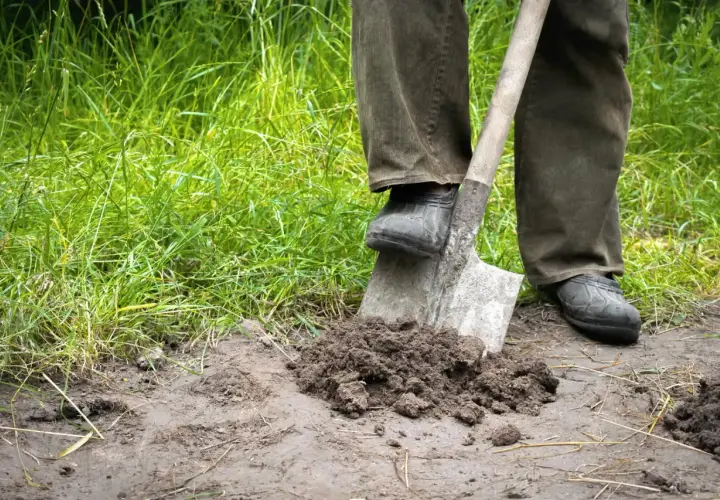 Przekopanie trawnika to ciężka praca. Łopata wbita w ziemię, obok kępa świeżo wykopanej gleby.
