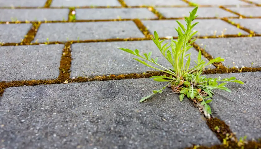 Zielona roślina przebija się przez szczelinę między betonowymi płytkami, gdzie rośnie mech. Soda oczyszczona na mech może pomóc w walce z tym niechcianym gościem.