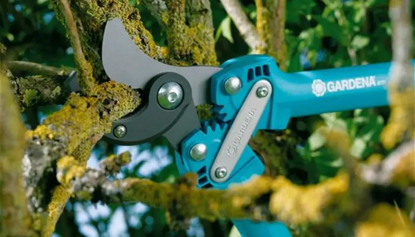 Sekator Gardena do grubych gałęzi, z ząbkowanym mechanizmem, gotowy do cięcia omszałych konarów.