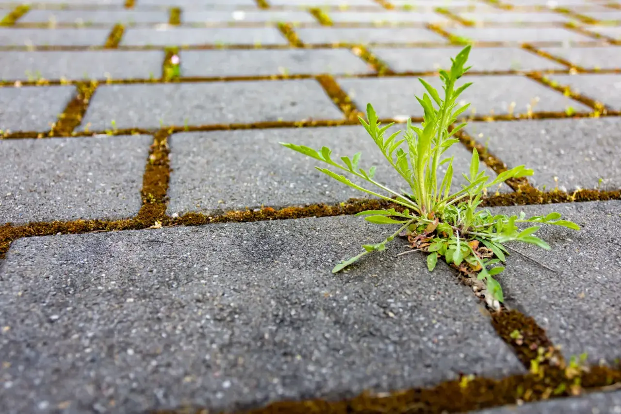 Zielona roślina przebija się przez szczelinę między betonowymi płytkami, gdzie rośnie mech. Soda oczyszczona na mech może pomóc w walce z tym niechcianym gościem.